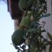 Les Fruits de la Passion, dégustables ?