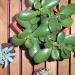 La succulente adulte se la raconte