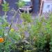 Tomates, oeillets, menthes et solaires