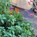 Plantes grasses, succulentes & je-ne-sais-pas-quoi