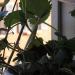 Fraises prometteuses