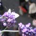 Intrépide Papillon