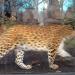 Le LEOPARD majestueux et fort remuant